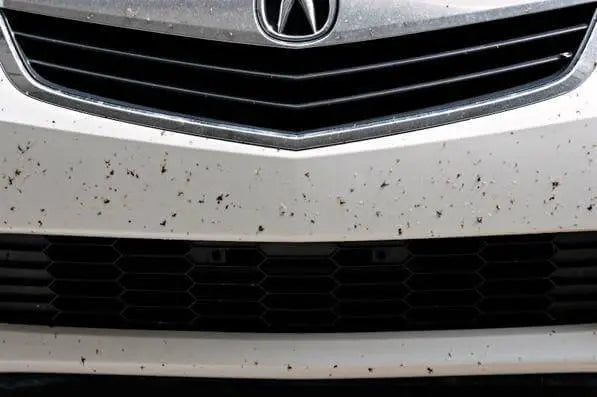 Come-rimuovere-i-moscerini-dalla-carrozzeria Car-Care.it